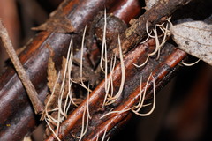 Pterulicium gracile