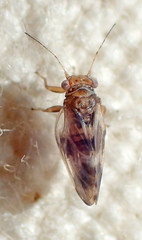 Euglyptoneura