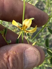 Carsonia sparsifolia