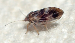 Euglyptoneura