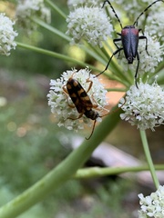 Xestoleptura