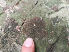Opegrapha