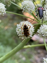 Xestoleptura