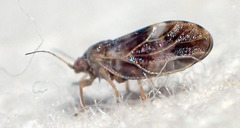 Euglyptoneura