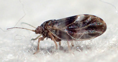 Euglyptoneura