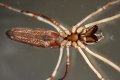Tetragnatha keyserlingi