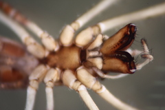 Tetragnatha keyserlingi
