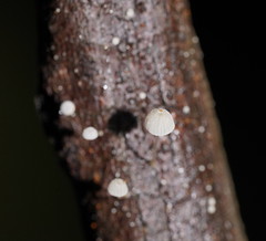 Mycena piringa