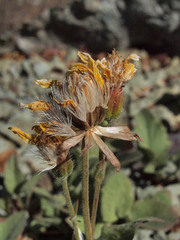 Arnica gracilis