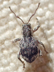 Thricolepis inornata
