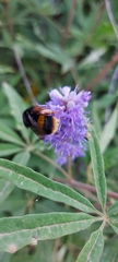 Bombus terrestris sassaricus
