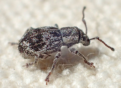 Thricolepis inornata