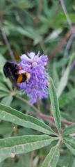 Bombus terrestris sassaricus