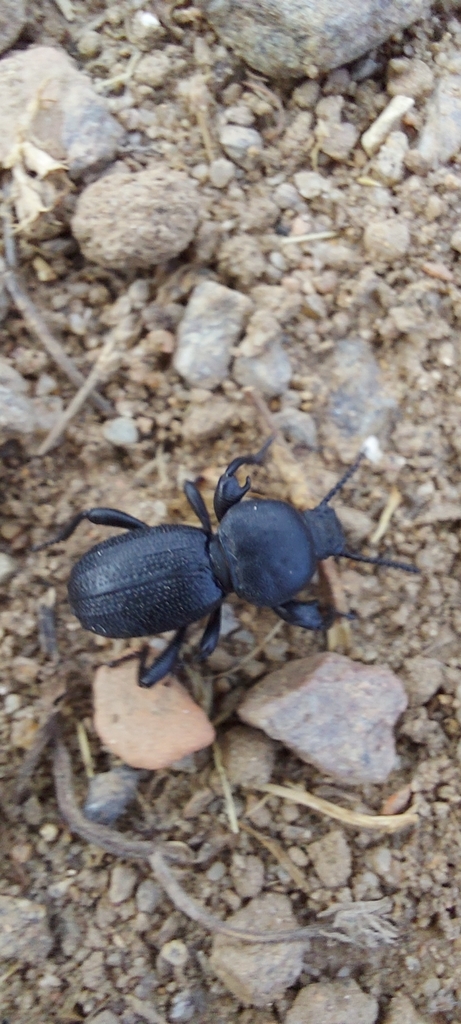 Scaurus punctatus