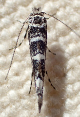 Lithocolletinae