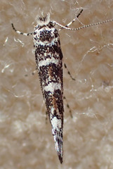 Lithocolletinae