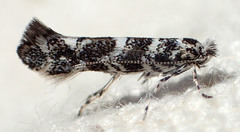 Lithocolletinae