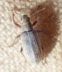 Pachyrhinus cinereus
