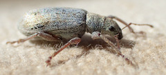 Pachyrhinus cinereus
