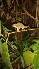 Rieppeleon brevicaudatus