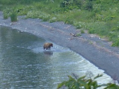 Ursus arctos middendorffi