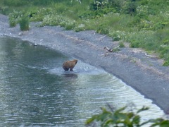 Ursus arctos middendorffi