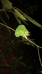 Trioceros deremensis