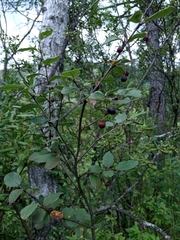 Cotoneaster melanocarpus