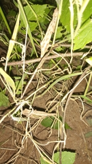 Rieppeleon kerstenii