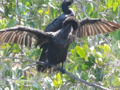 Nannopterum brasilianum