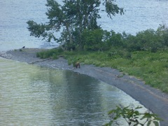Ursus arctos middendorffi