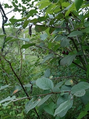 Cotoneaster melanocarpus