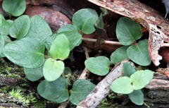 Triphora trianthophoros