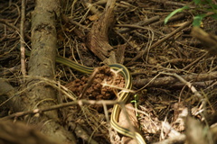 Thamnophis proximus orarius
