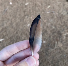 Garrulus glandarius graecus