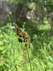 Carex neurophora