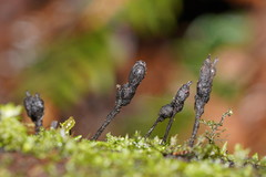 Xylaria apiculata