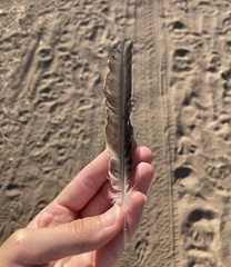 Garrulus glandarius graecus