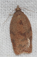 Meritastis laganodes