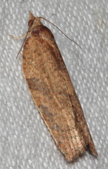 Meritastis laganodes
