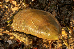 Vulsella vulsella