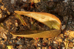 Vulsella vulsella
