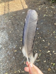 Corvus cornix sharpii