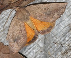 Mnesampela heliochrysa