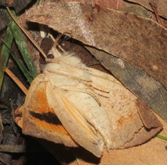 Mnesampela heliochrysa