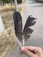 Corvus cornix sharpii