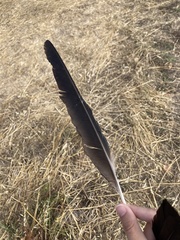 Corvus cornix sharpii