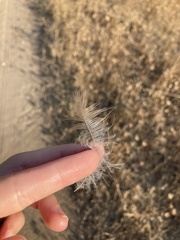 Garrulus glandarius graecus