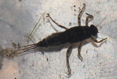 Serratella ignita