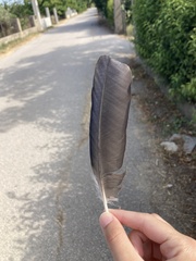 Corvus cornix sharpii